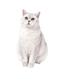 Kedi